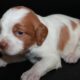 AKC French Brittanys