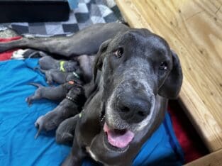 Great Danes