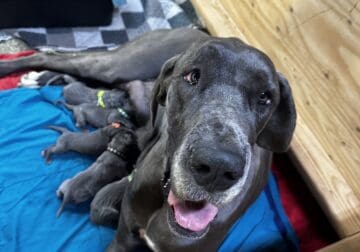 Great Danes