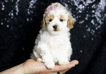 May F1B Maltipoo Female
