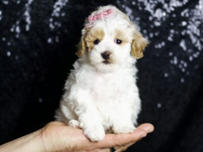 May F1B Maltipoo Female