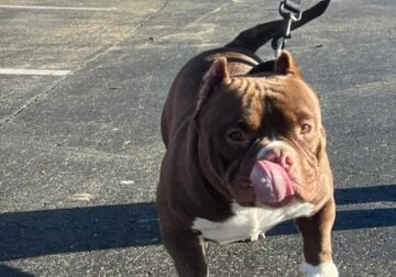 Micro Bully