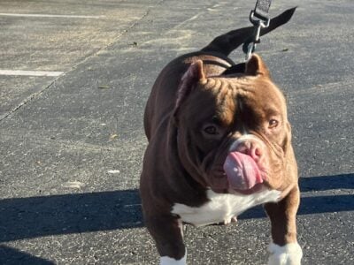 Micro Bully