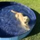AKC Golden Retriever red