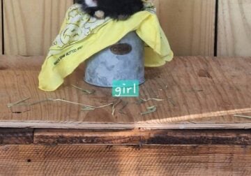 Lionhead Bunny Female