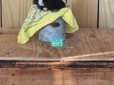 Lionhead Bunny Female