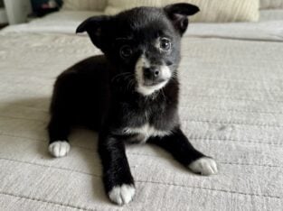 Pomchi puppies / Chihuahua Pomeranian