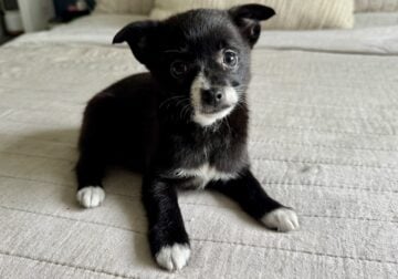 Pomchi puppies / Chihuahua Pomeranian