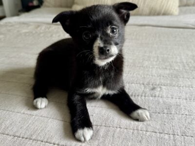 Pomchi puppies / Chihuahua Pomeranian