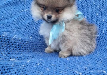 TeaCup and Pomeranian puppies