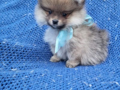 TeaCup and Pomeranian puppies