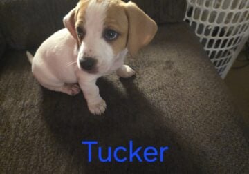 Jack Russell/Beagle mix puppy Tucker