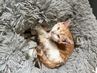 Kittens… Kittens…Kittens