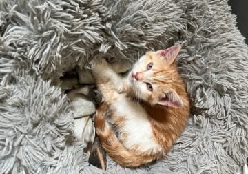 Kittens… Kittens…Kittens