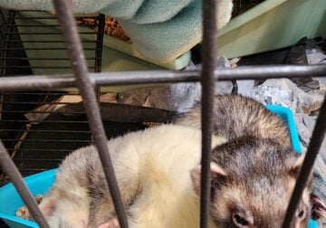 2 Ferrets to rehome