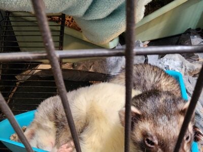 2 Ferrets to rehome