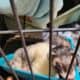 2 Ferrets to rehome