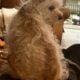 Tibetan Terrier Female Puppy