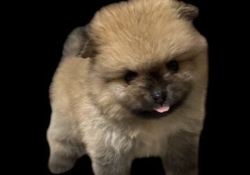 Pomeranian puppies