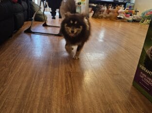 Pomsky