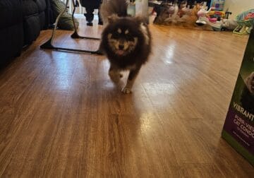 Pomsky