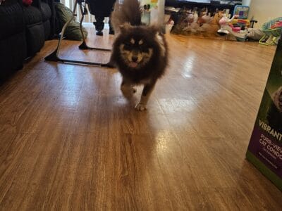 Pomsky