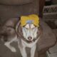 Dog to good home