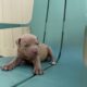 Healthy & Loving Pitbull Puppies!