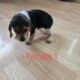 Female Beagle Puppies