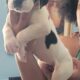 Great dane euro line puppies