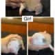 Xl American bully