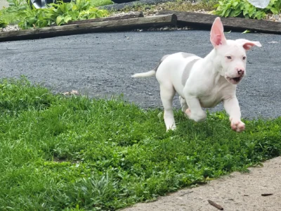 Ghost Lion Bullies Macho XLBully Puppy for Sale ❤️