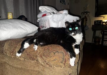 Free female tuxedo cat!