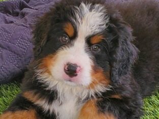 Bernese Mt Dogs Pups