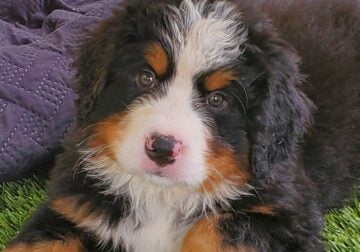 Bernese Mt Dogs Pups