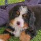 Bernese Mt Dogs Pups
