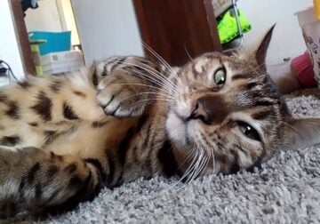 Female bengal
