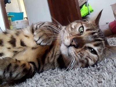 Female bengal