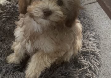 Maltipoo