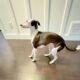 Male Italian Greyhound – Born Oct 10, 2023