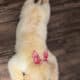 Golden Retriever puppy female