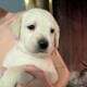 Labrador Retriever Puppies