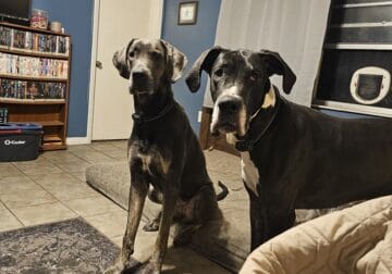 Great Dane Puppies Coming Soon!