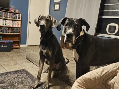Great Dane Puppies Coming Soon!