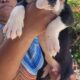 Great dane euro line puppies