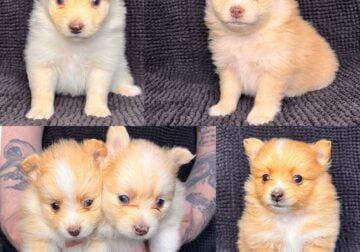 Puppy Poms
