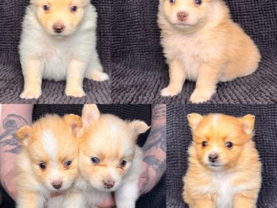 Puppy Poms