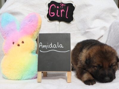 AKC German Shepherds