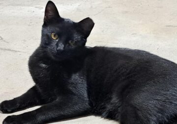 Spunky Cuddly Male Rescue Cat