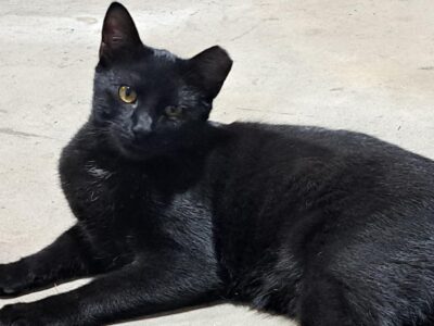 Spunky Cuddly Male Rescue Cat